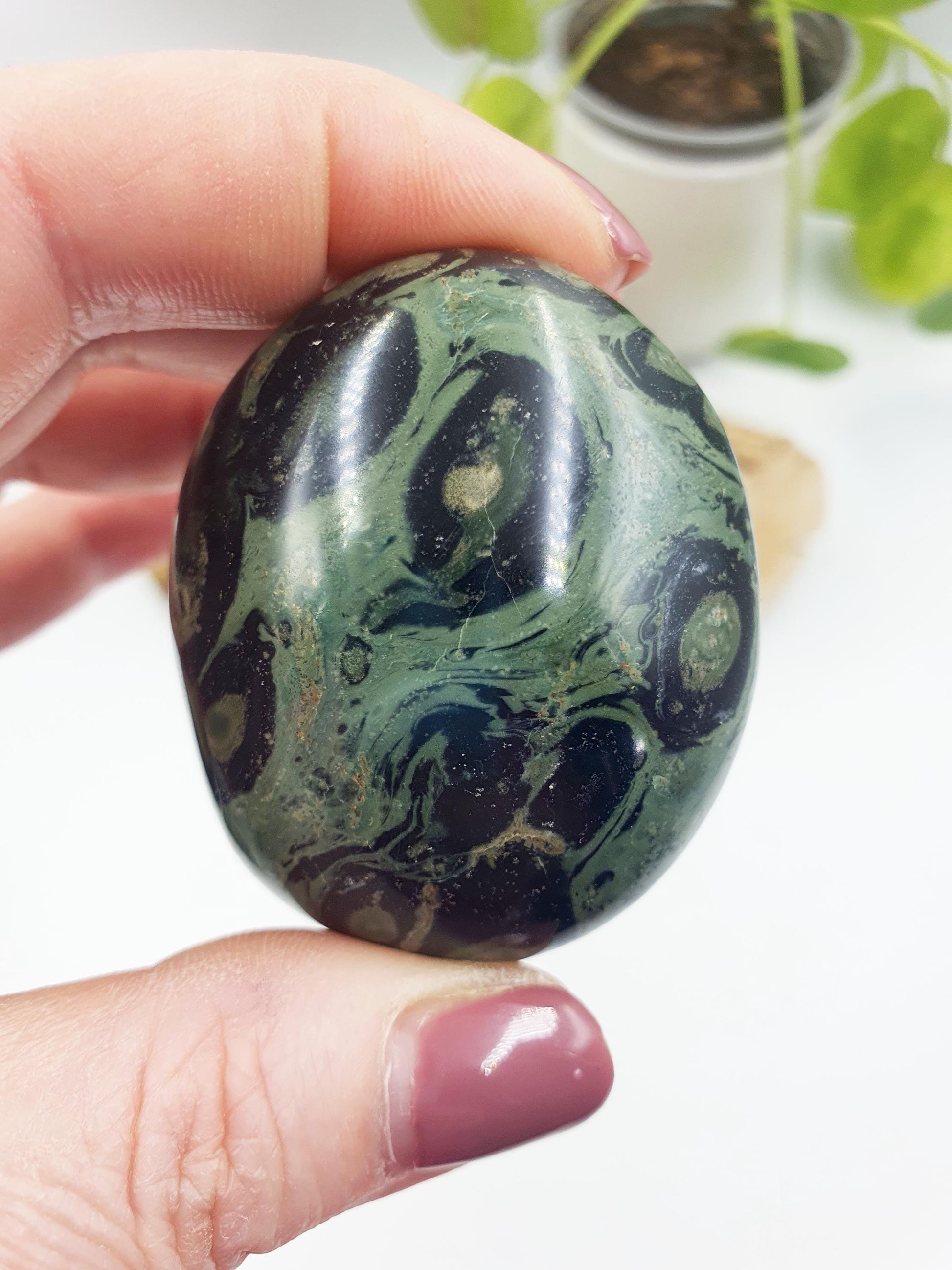 Kambaba Jasper Palm