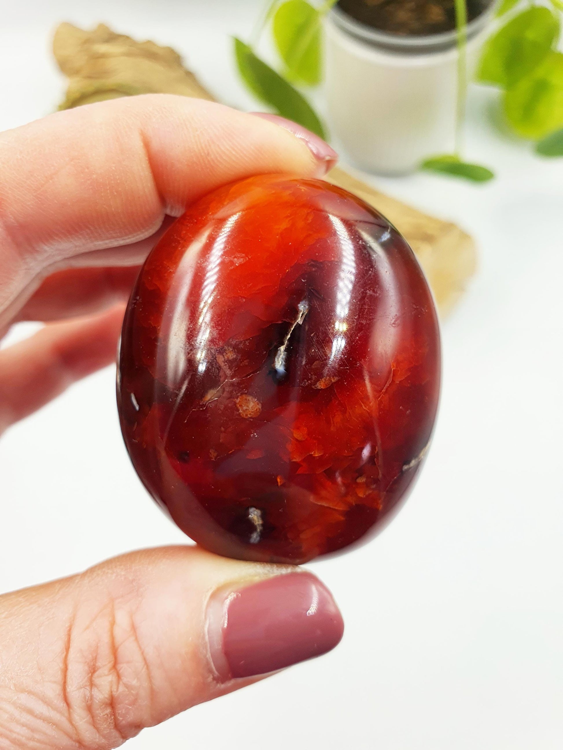 Carnelian Palm