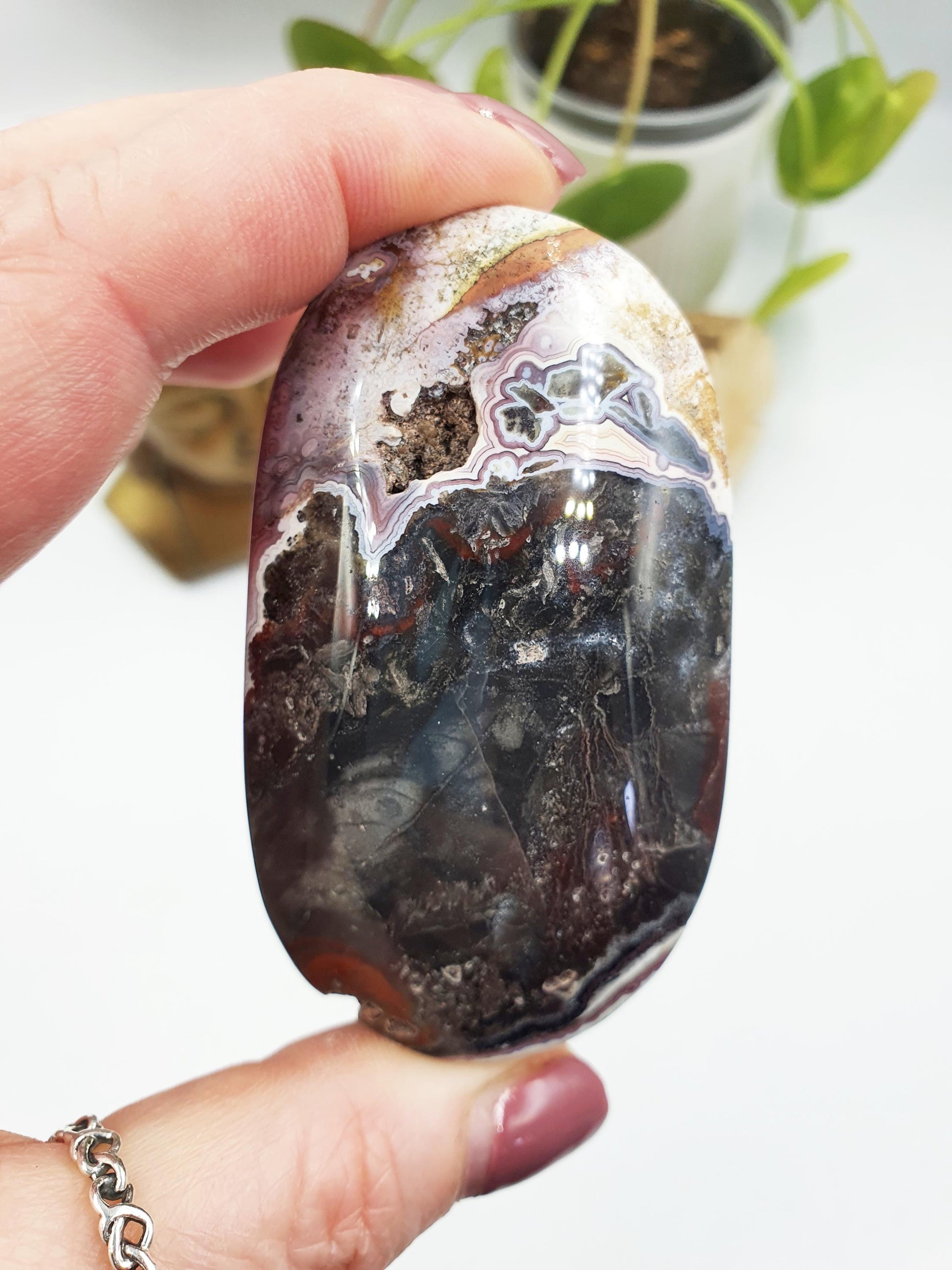 Mexican Crazy Lace Agate Palm