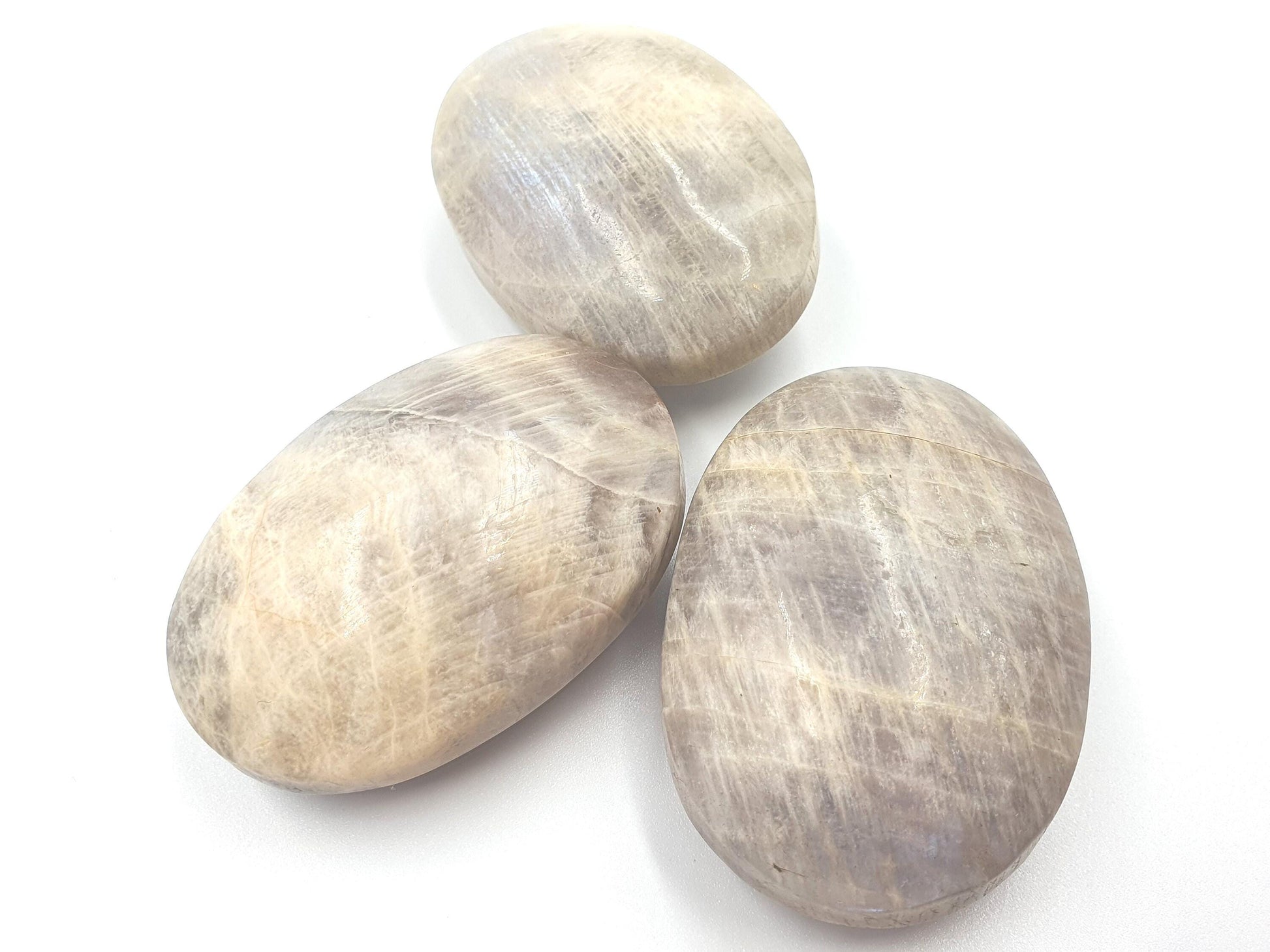 Blue Moonstone Palms