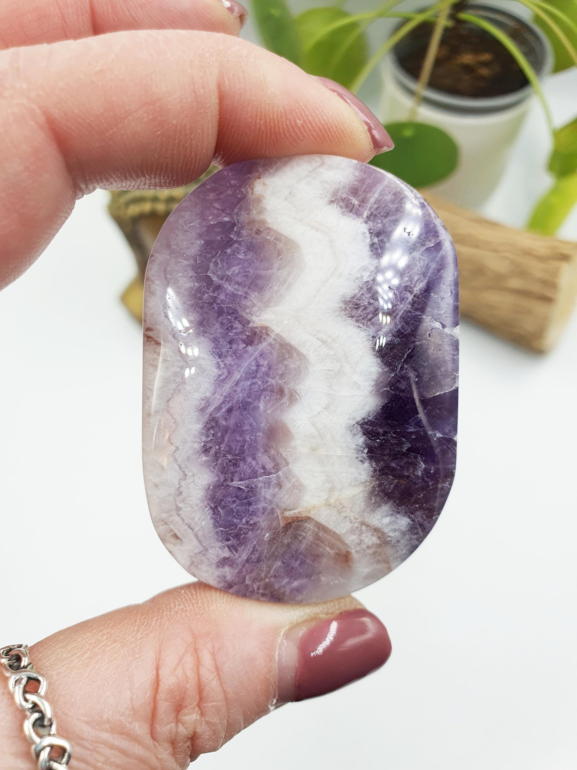 Dream Amethyst Palm