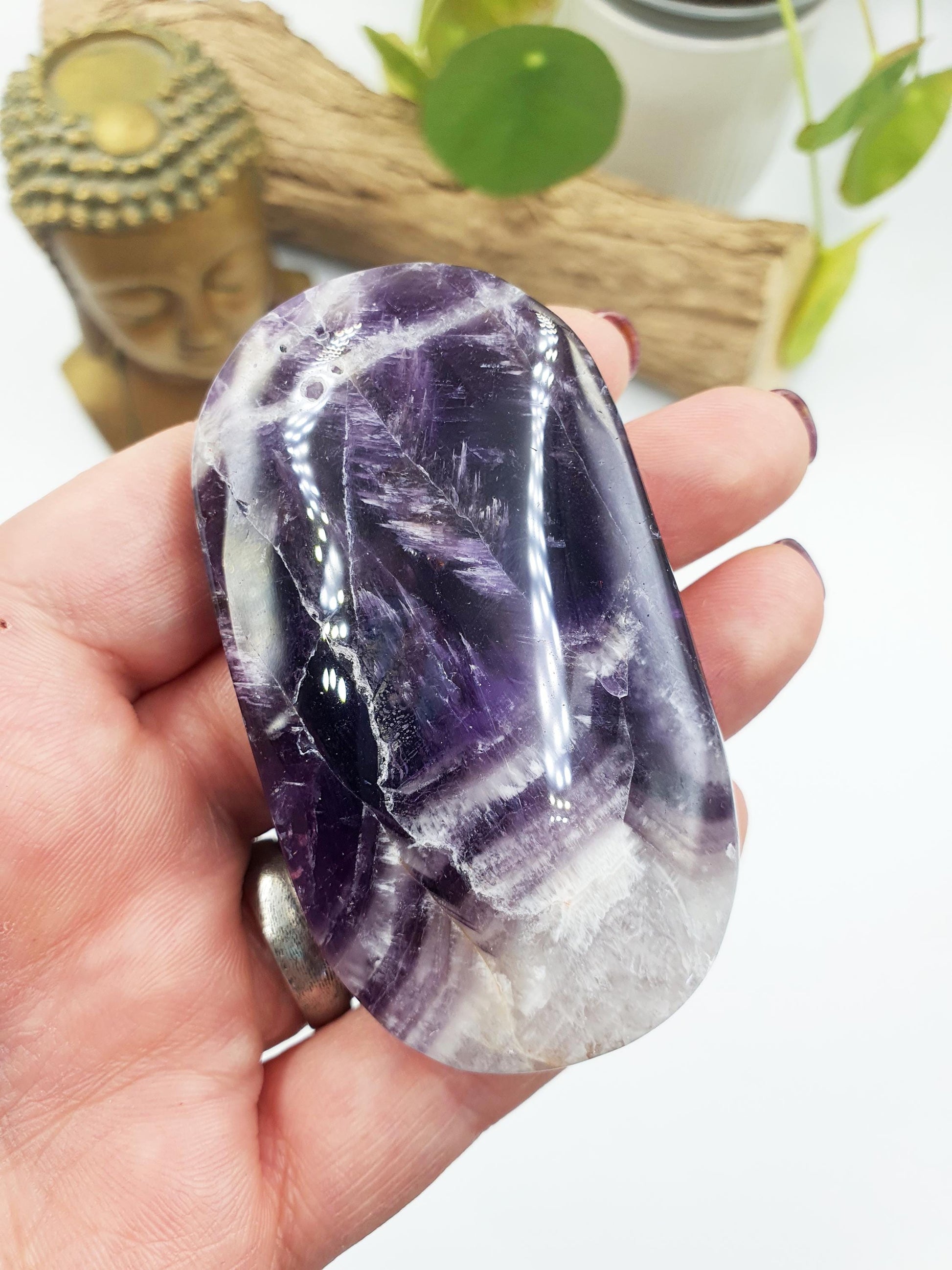 Dream Amethyst Palm
