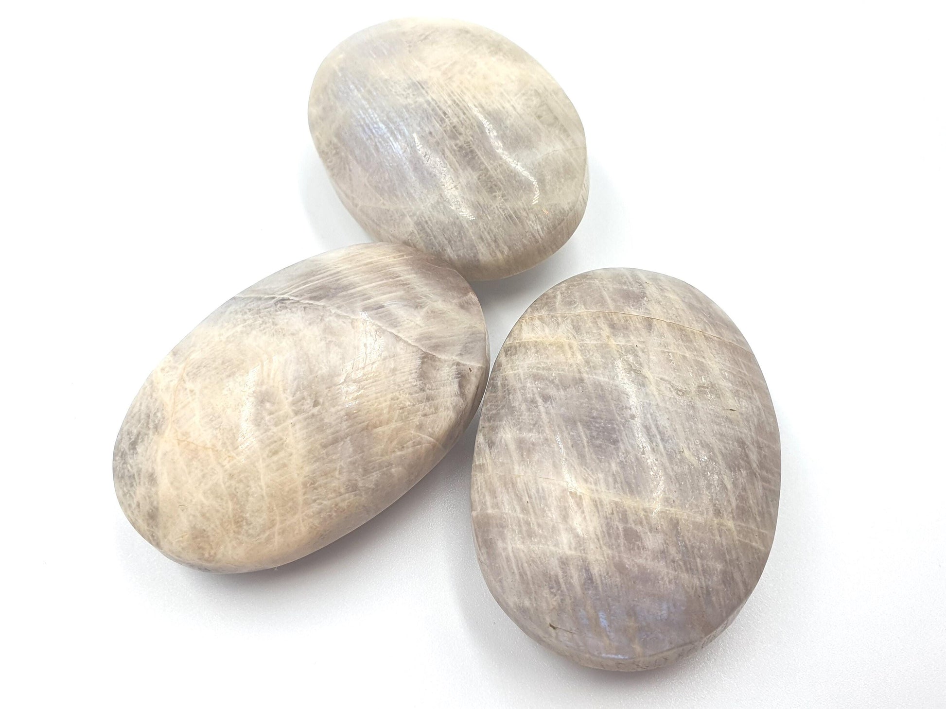 Blue Moonstone Palms