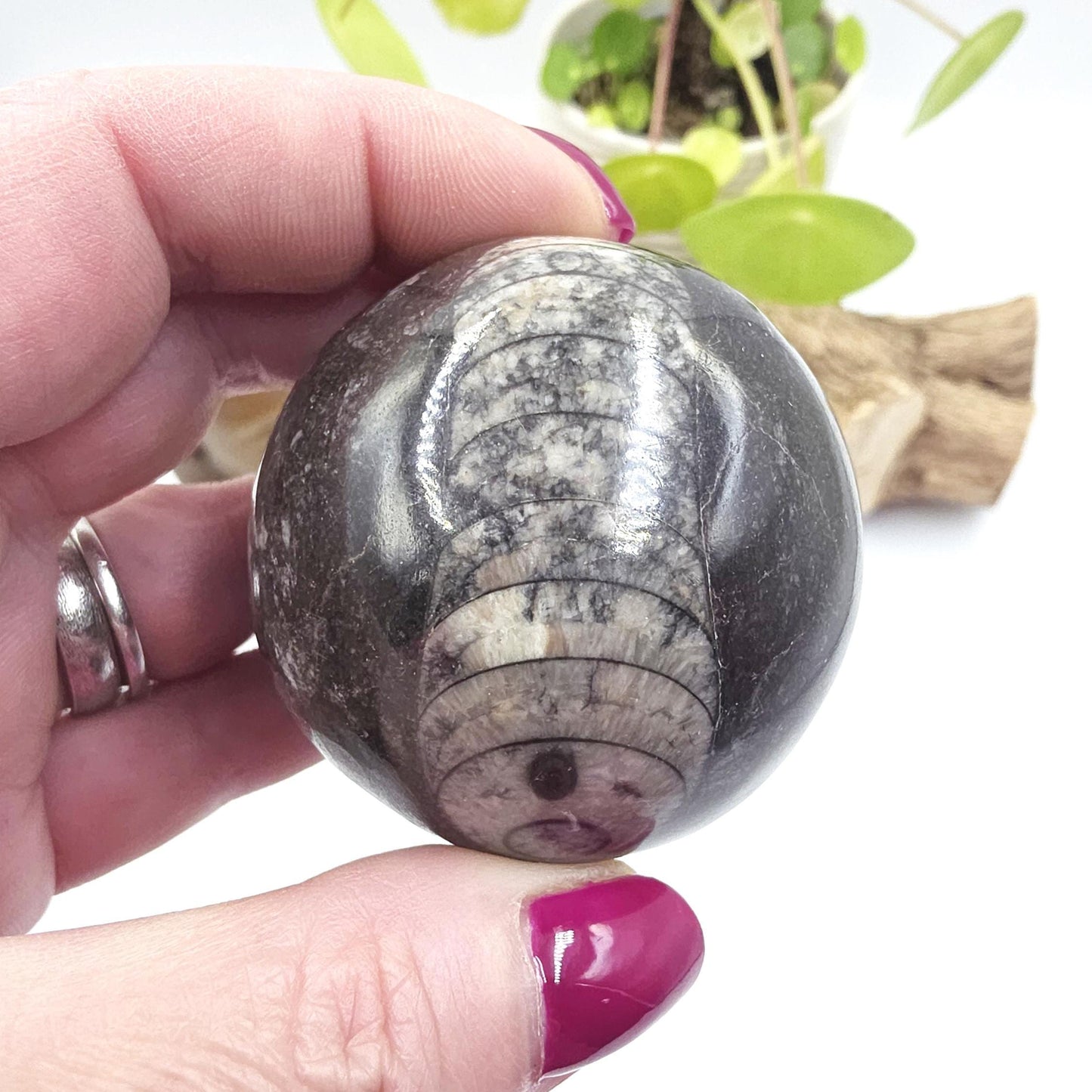 Orthoceras Fossil Sphere – Ancient Ocean Energy, Grounding & Earth History Crystal Ball, 53mm