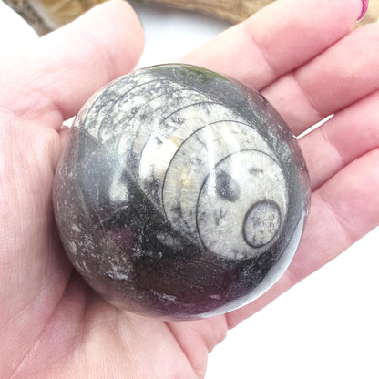 Orthoceras Fossil Sphere – Ancient Ocean Energy, Grounding & Earth History Crystal Ball, 53mm