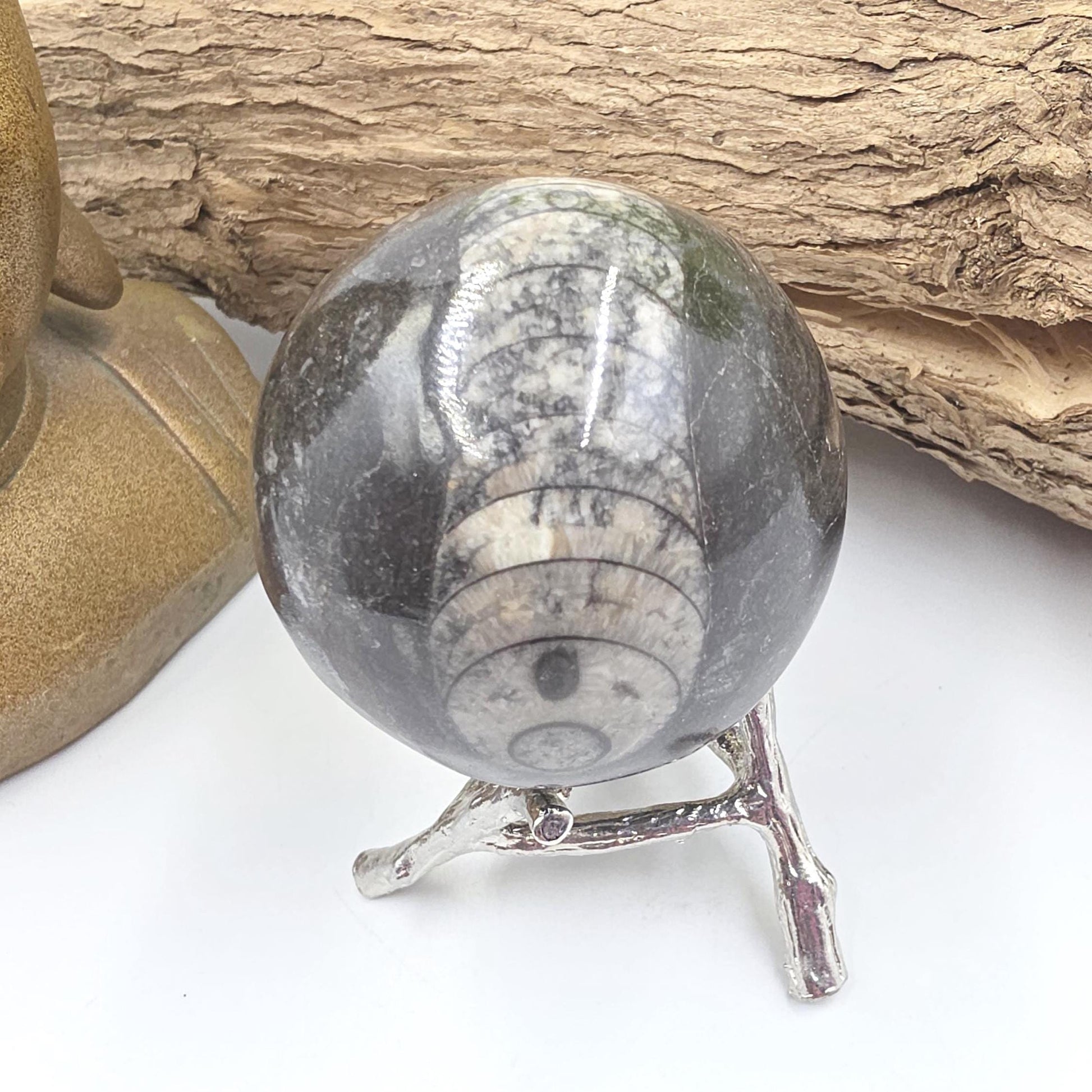 Orthoceras Fossil Sphere – Ancient Ocean Energy, Grounding & Earth History Crystal Ball, 53mm