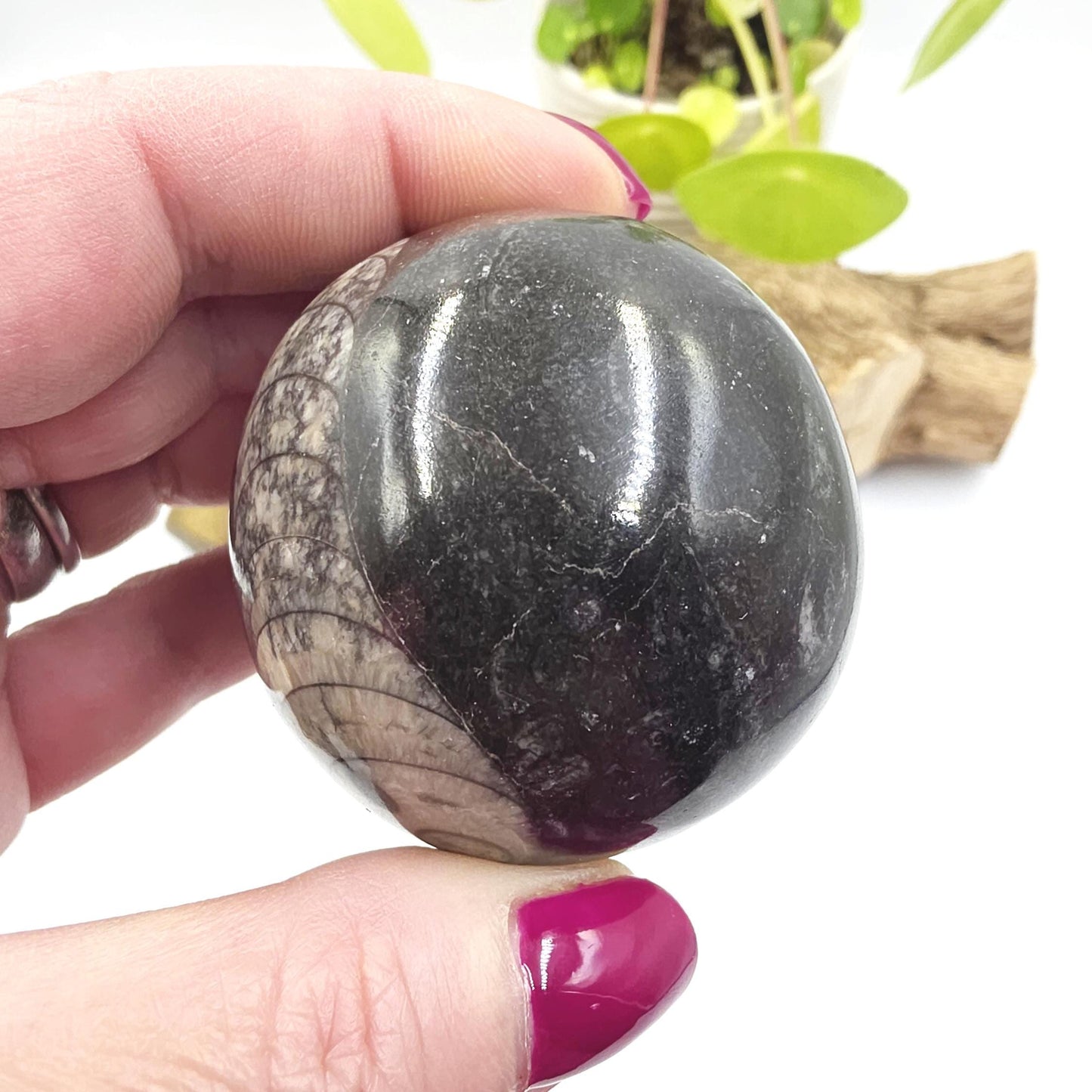 Orthoceras Fossil Sphere – Ancient Ocean Energy, Grounding & Earth History Crystal Ball, 53mm