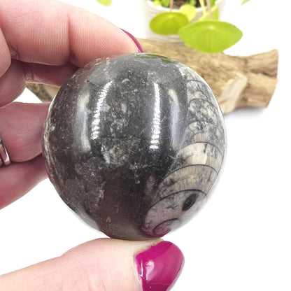 Orthoceras Fossil Sphere – Ancient Ocean Energy, Grounding & Earth History Crystal Ball, 53mm