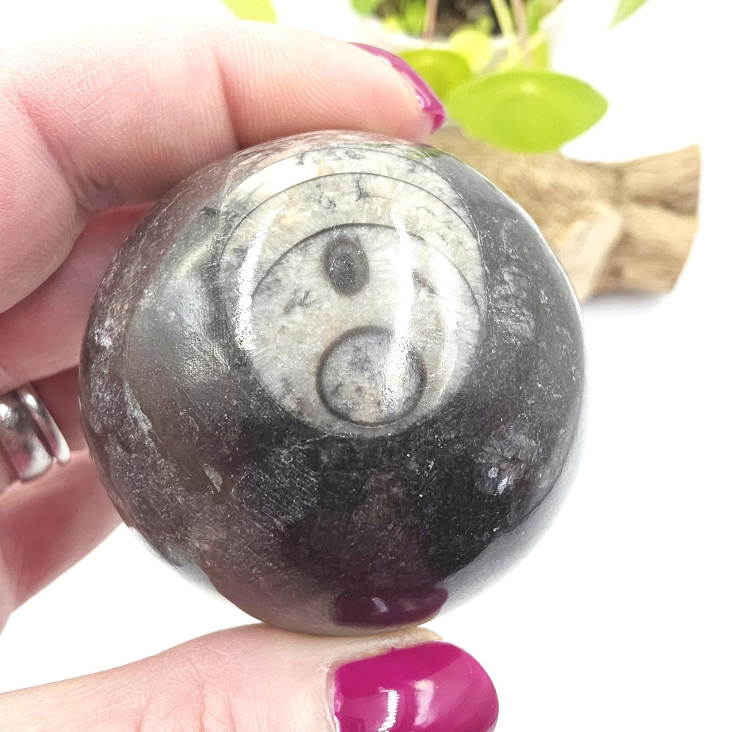 Orthoceras Fossil Sphere – Ancient Ocean Energy, Grounding & Earth History Crystal Ball, 53mm