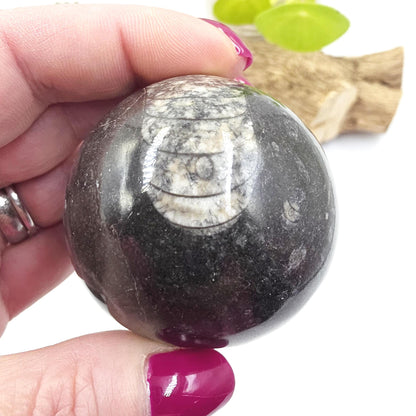 Orthoceras Fossil Sphere – Ancient Ocean Energy, Grounding & Earth History Crystal Ball, 53mm