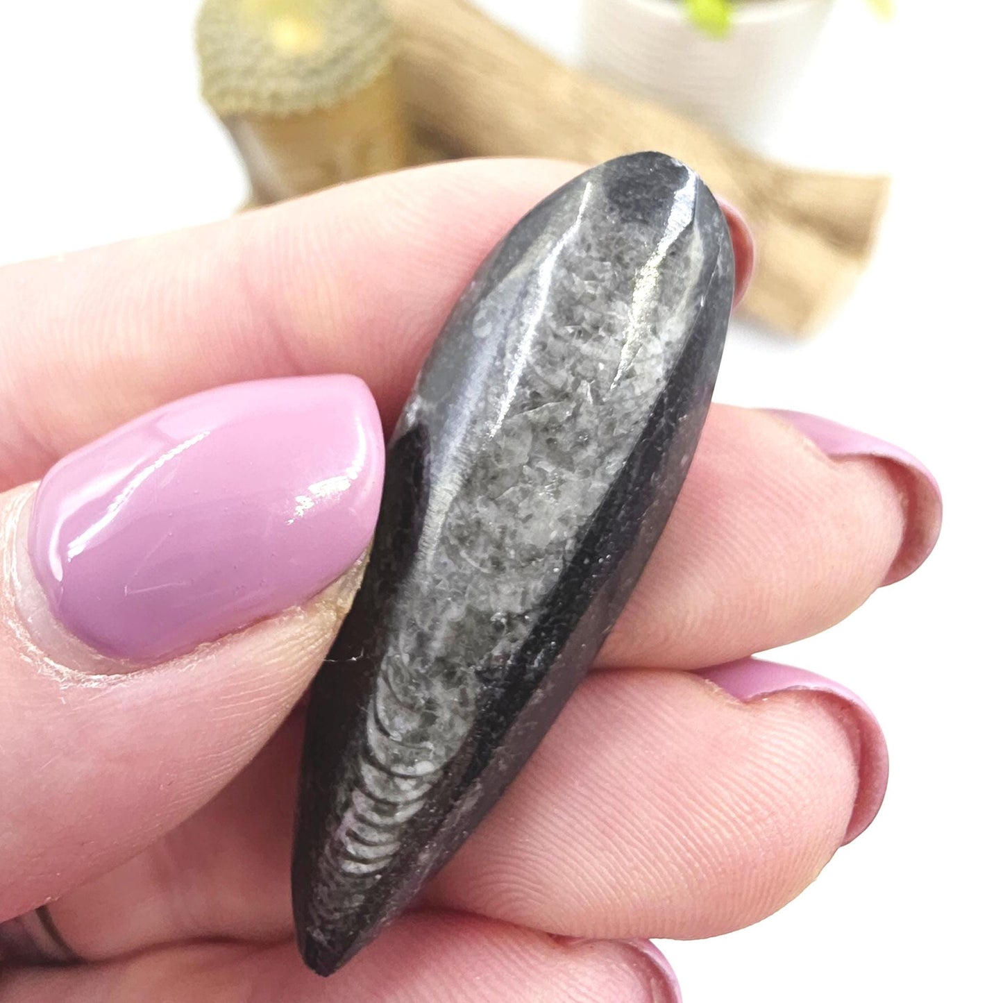 Orthoceras Small Point Flat Specimen – Ancient Fossil, Grounding & Transformation Crystal, 4.4cm