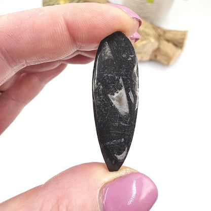Orthoceras Small Point Flat Specimen – Ancient Fossil, Grounding & Transformation Crystal, 4.4cm