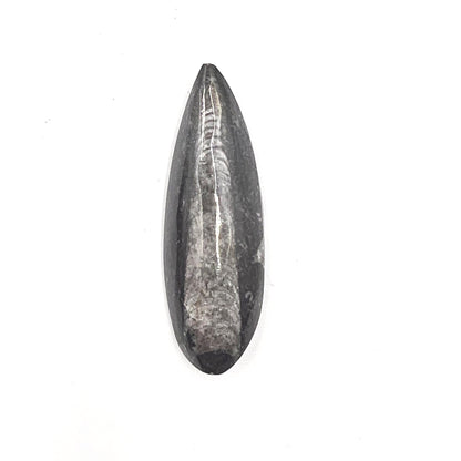 Orthoceras Small Point Flat Specimen – Ancient Fossil, Grounding & Transformation Crystal, 4.4cm