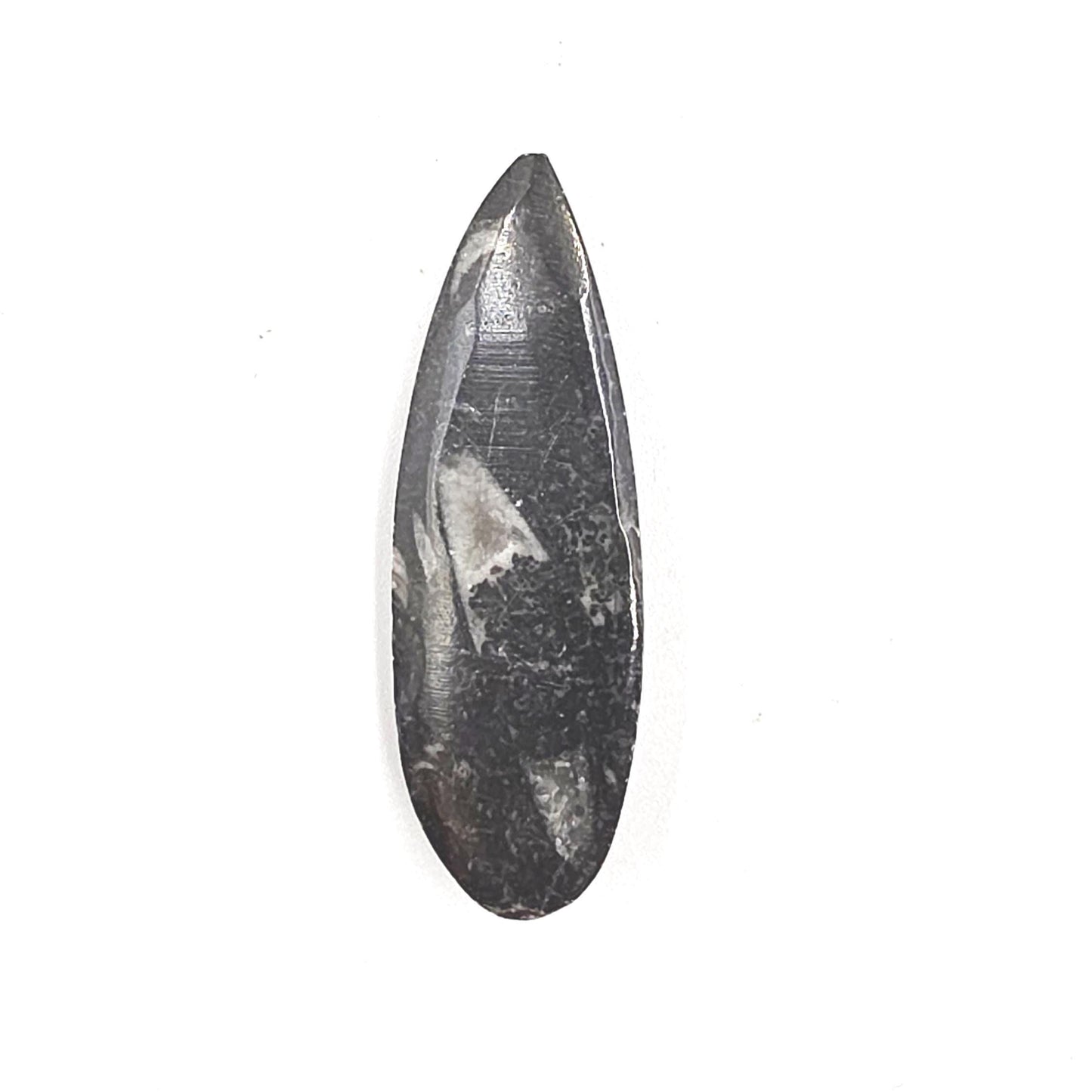 Orthoceras Small Point Flat Specimen – Ancient Fossil, Grounding & Transformation Crystal, 4.4cm