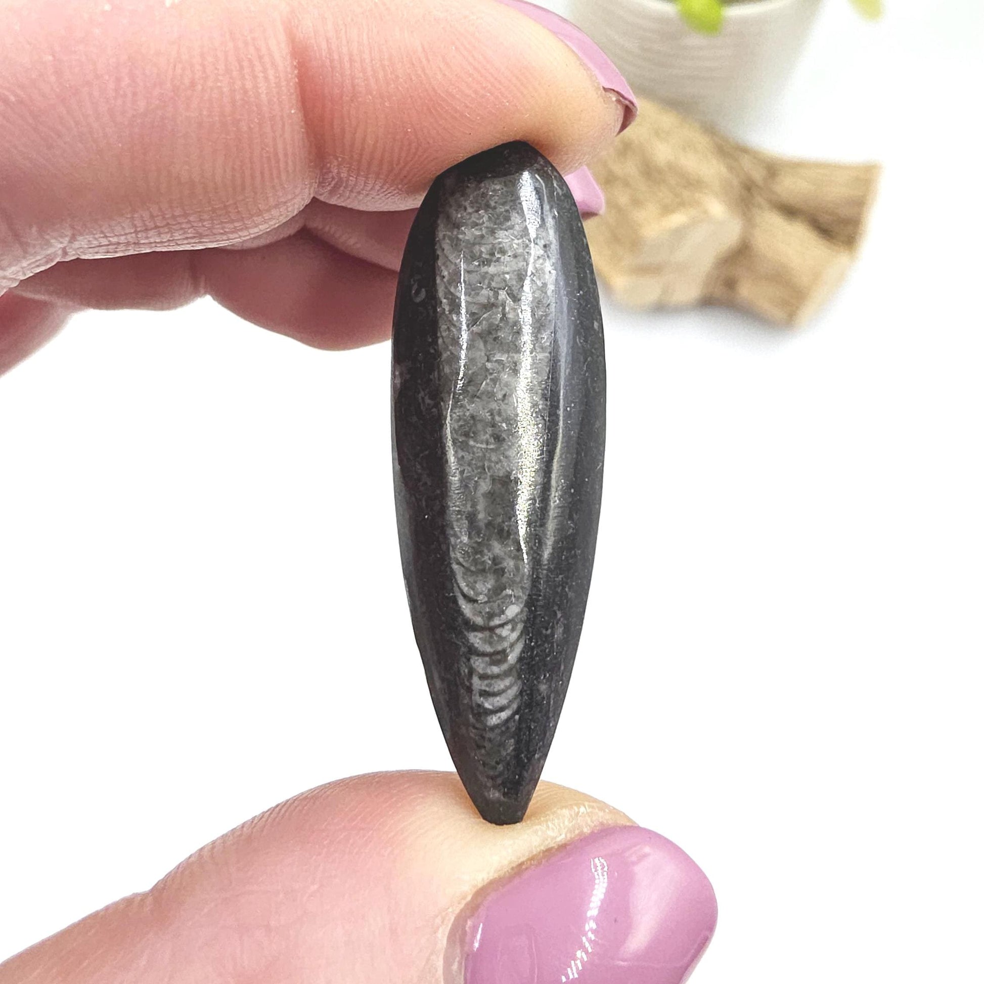 Orthoceras Small Point Flat Specimen – Ancient Fossil, Grounding & Transformation Crystal, 4.4cm