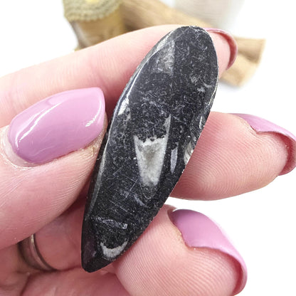 Orthoceras Small Point Flat Specimen – Ancient Fossil, Grounding & Transformation Crystal, 4.4cm