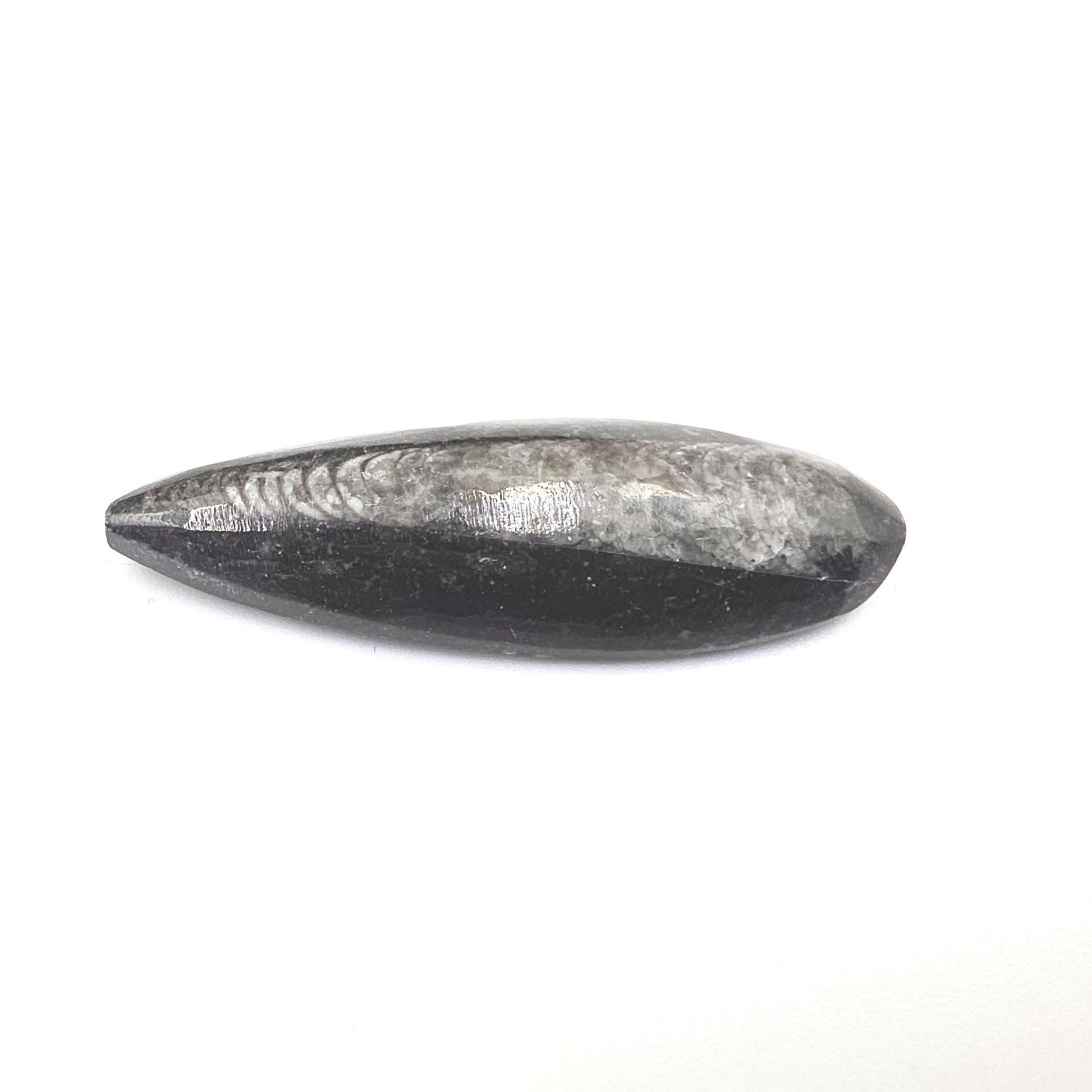 Orthoceras Small Point Flat Specimen – Ancient Fossil, Grounding & Transformation Crystal, 4.4cm