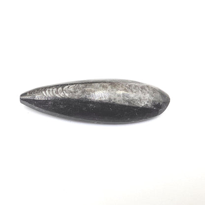 Orthoceras Small Point Flat Specimen – Ancient Fossil, Grounding & Transformation Crystal, 4.4cm