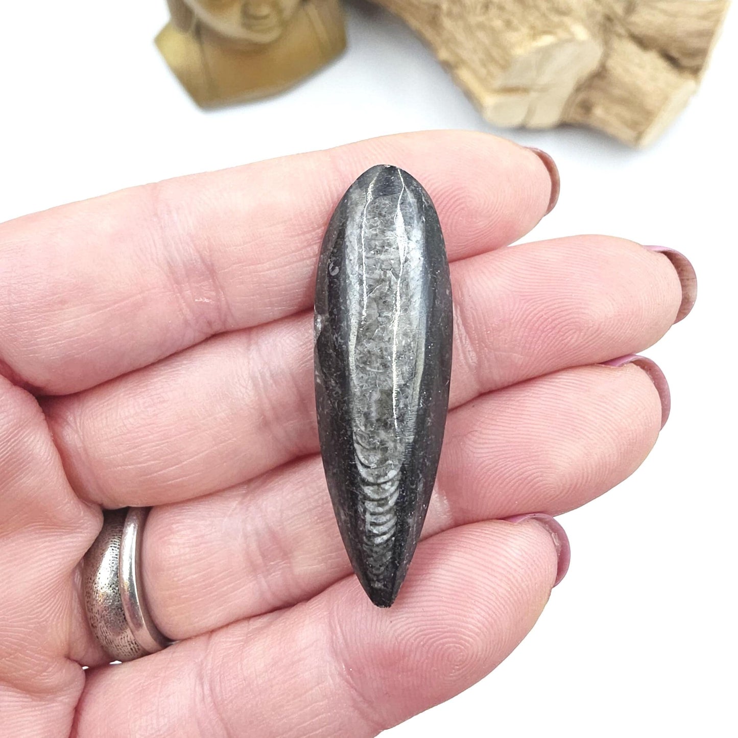 Orthoceras Small Point Flat Specimen – Ancient Fossil, Grounding & Transformation Crystal, 4.4cm