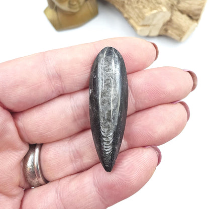 Orthoceras Small Point Flat Specimen – Ancient Fossil, Grounding & Transformation Crystal, 4.4cm
